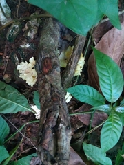 Cotylidia aurantiaca