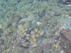 Urobatis concentricus