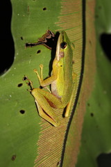 Chalcorana parvaccola