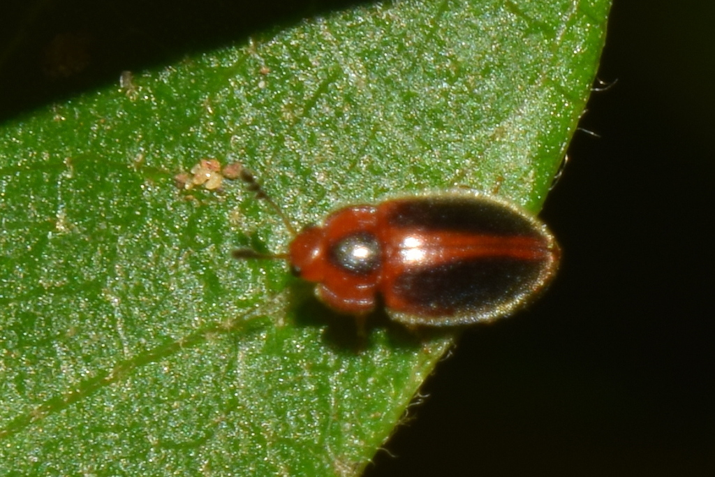 Ectomychus