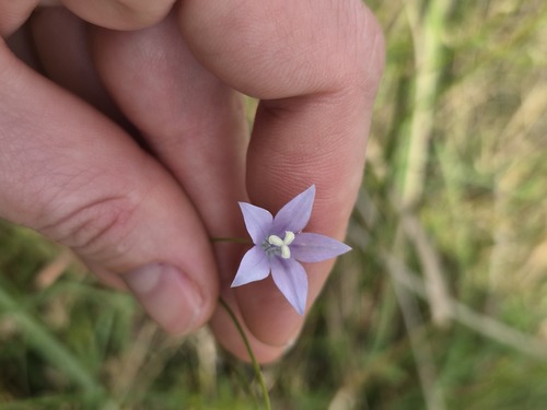 Wahlenbergia undulata, 2026-09-21