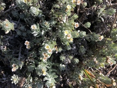 Gnaphalium declinatum