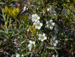 Escallonia virgata