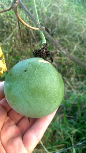 crato passionvine