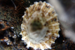 Siphonaria zelandica
