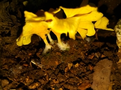 Cotylidia aurantiaca