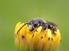 Hylaeus hyalinatus