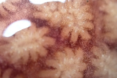 Distaplia
