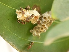 Ropalidia cyathiformis