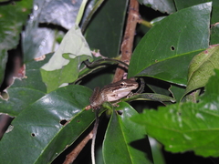 Chalcorana chalconota