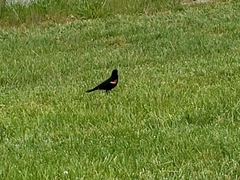 Agelaius phoeniceus