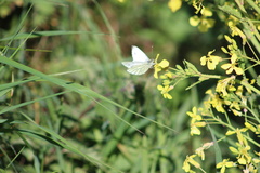Leptidea juvernica