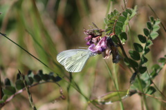 Leptidea juvernica