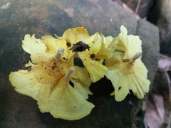 Cotylidia aurantiaca