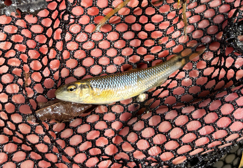 Hornyhead Chub