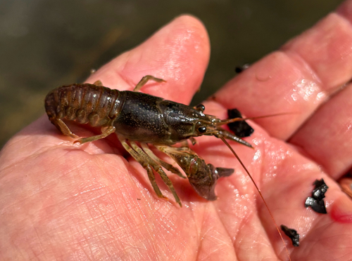 Rusty Crayfish