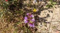 Limonium sinuatum