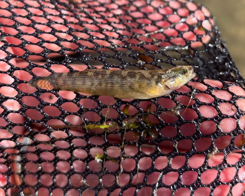 Fantail Darter