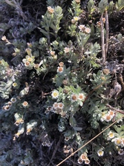 Gnaphalium declinatum