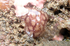 Distaplia