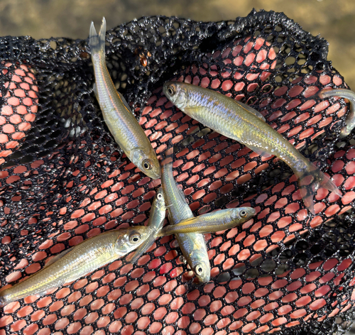 Common Shiner