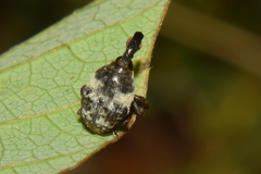 Trigonocolus