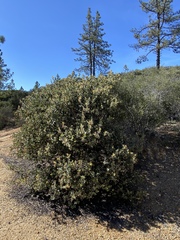 Arctostaphylos gabilanensis