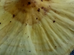 Cotylidia aurantiaca