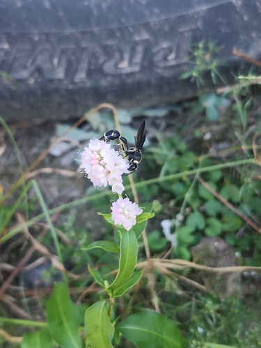Fraternal Potter Wasp