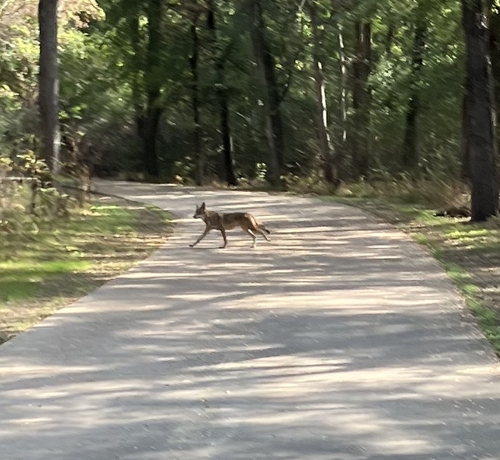 Coyote