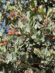 Arctostaphylos gabilanensis