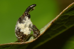 Trigonocolus