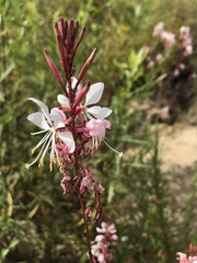 Oenothera hispida