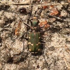 Cicindela soluta