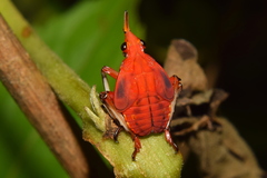 Kalidasa lanata