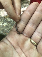 Plethodontinae
