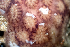 Distaplia