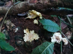 Cotylidia aurantiaca