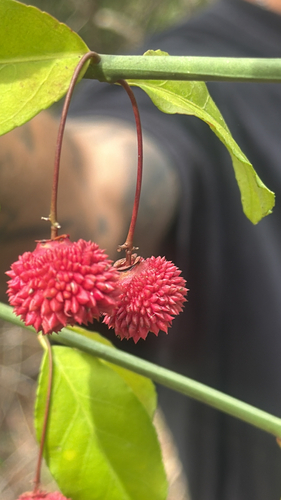 strawberry bush