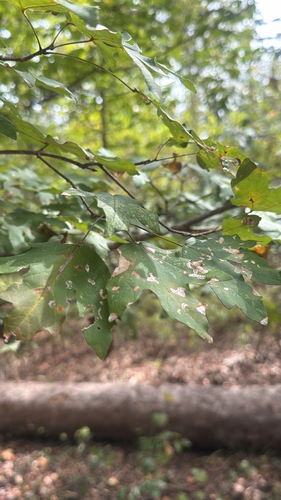 southern sugar maple