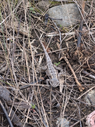 Mountain Dragon