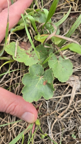 prairie alumroot
