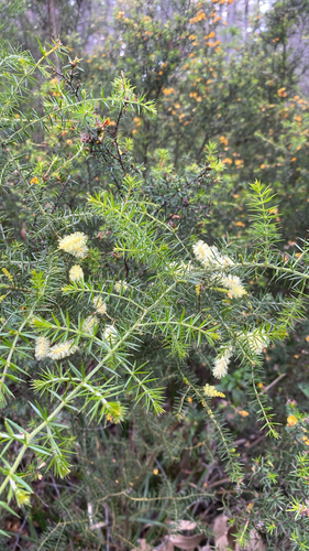 Prickly moses