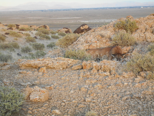 North American Mountain Lion photographed in Nevada