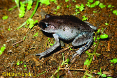 Leptobrachium hasseltii