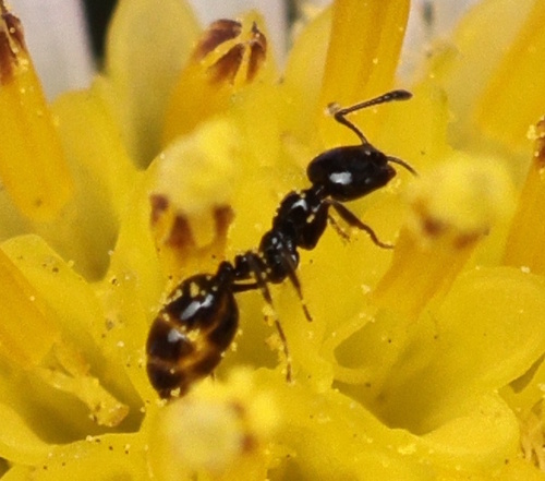 Monomorium ergatogyna