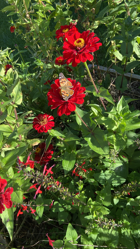 Painted Lady