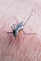 Armigeres subalbatus