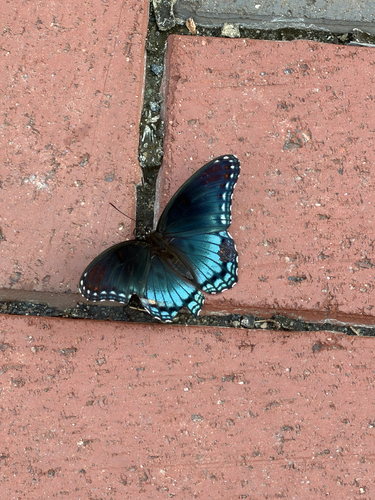 Red-spotted Admiral