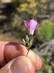 Linanthus orcuttii